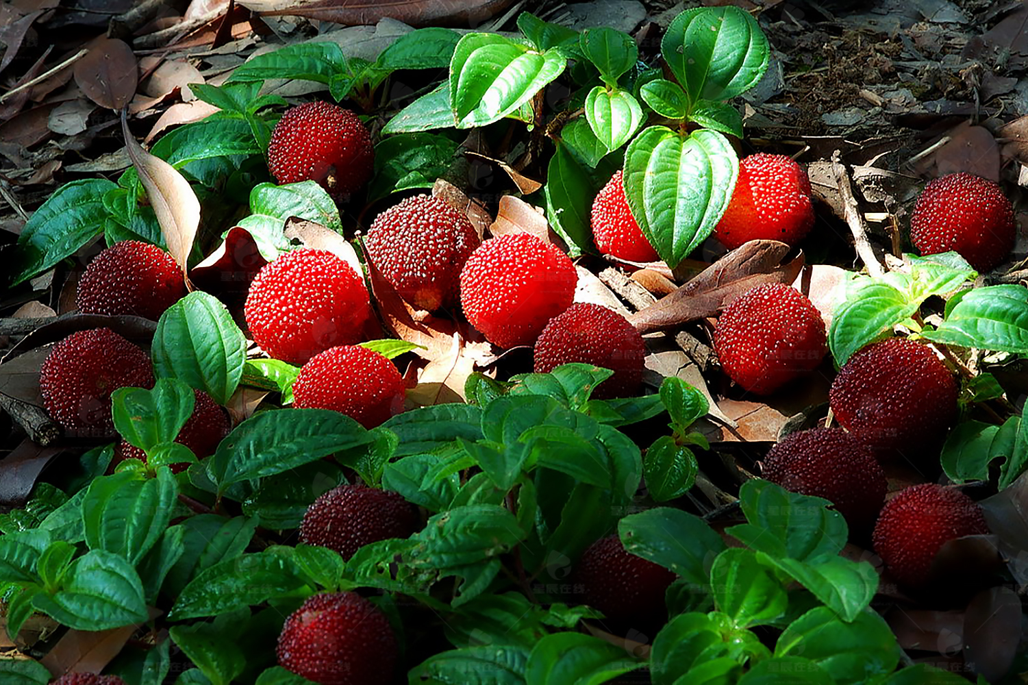 每到芒种时节,杨梅熟到落地.星辰拍客:无拘无束摄